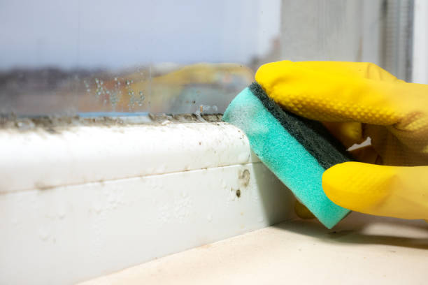 Office Mold Removal Services in Saline, MI