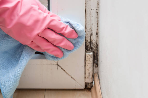 Mold Removal and Inspection in Saline, MI